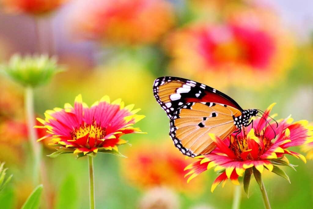 butterfly at conservatory theme party