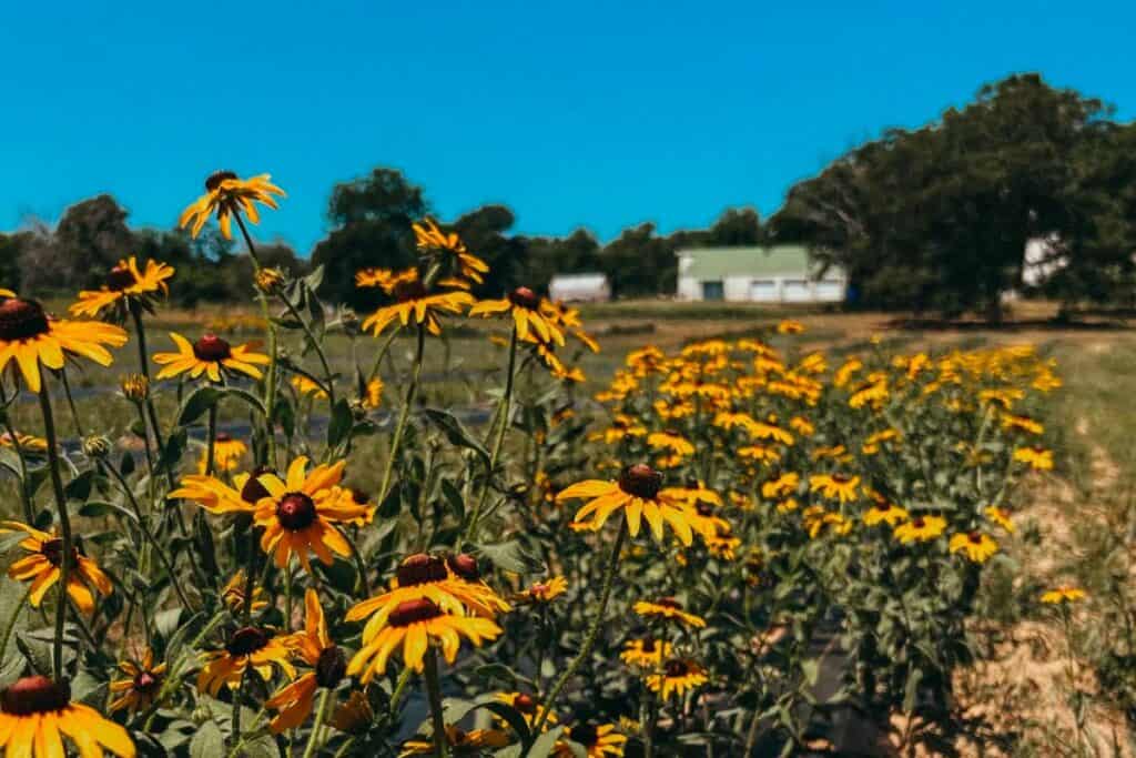 Lugar de granja de flores y salón de fiestas