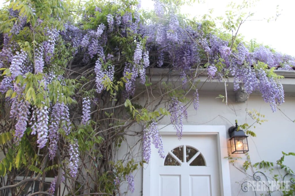 Casa de 101 años rodeada de jardines con casa de huéspedes independiente